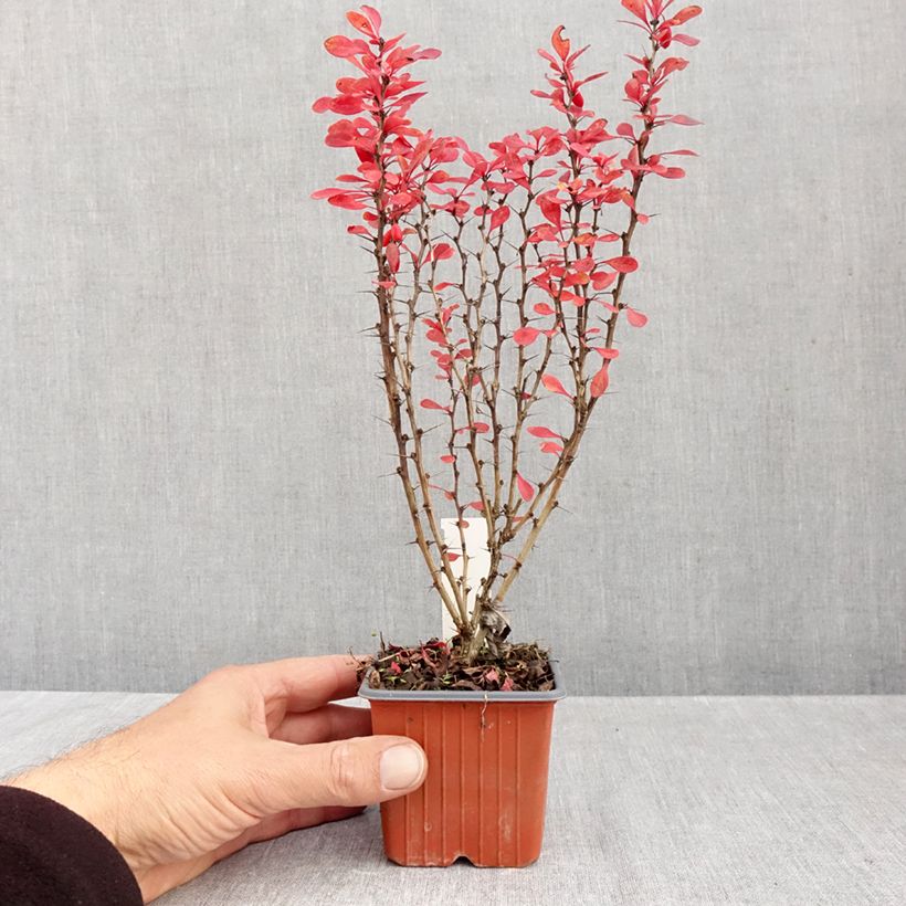 Exemplaar van Berberis thunbergii Powwow - Japanse berberis Kweekpotje van 8/9 cm zoals geleverd in de herfst