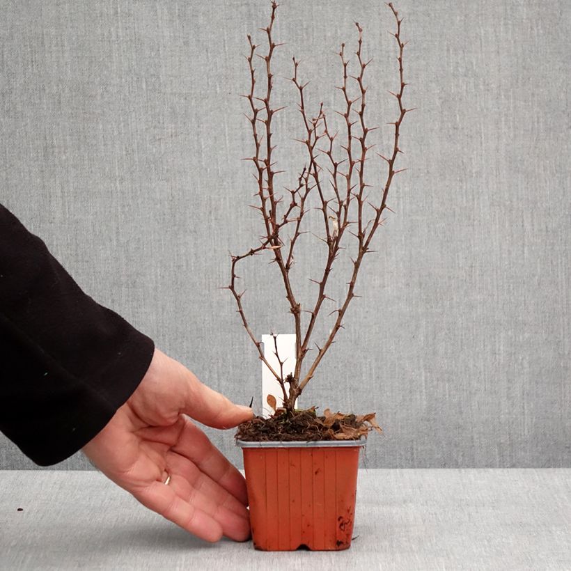 Exemplaar van Berberis thunbergii Powwow - Epine-vinette Godet de 8/9 cm zoals geleverd in de winter
