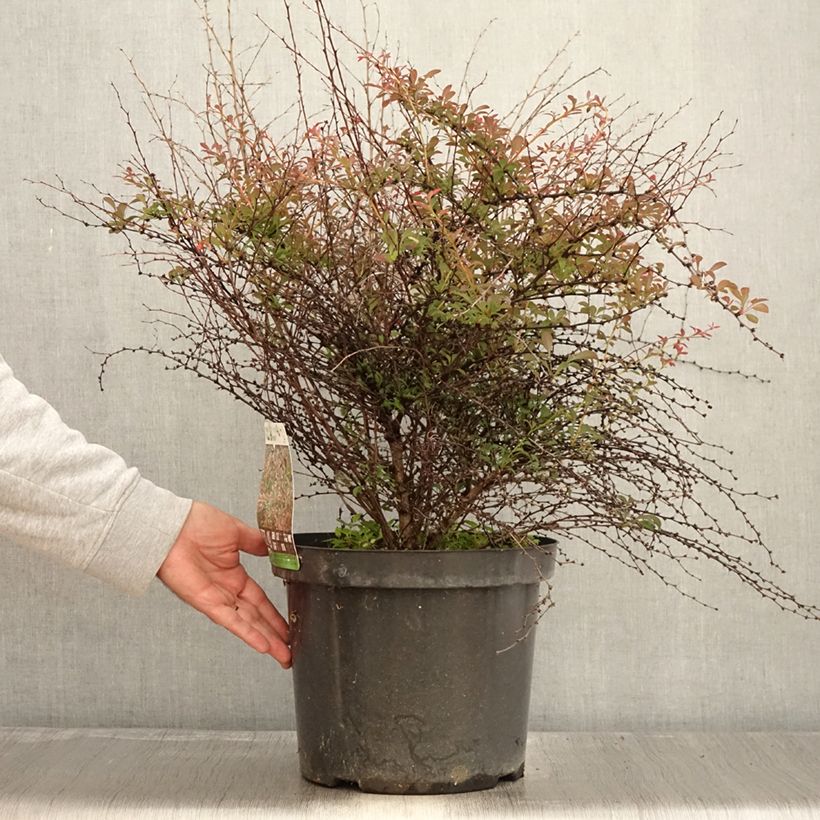 Exemplaar van Berberis thunbergii Red Dream - Japanse berberis Pot van 7,5 l/10 l zoals geleverd in de herfst