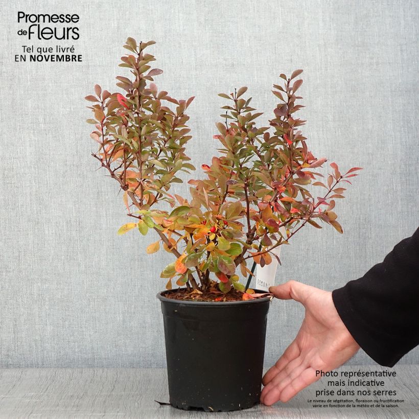 Exemplaar van Berberis thunbergii Red Rocket - Japanse berberis Pot van 2 l/3 l zoals geleverd in de herfst