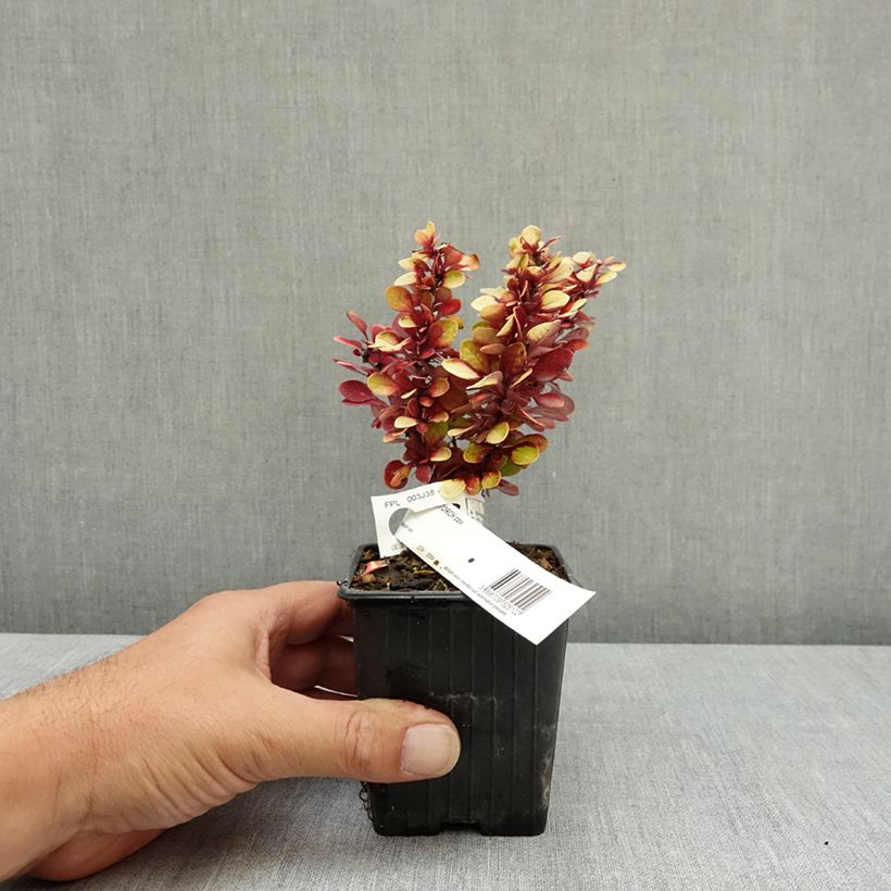 Exemplaar van Berberis thunbergii Red Torch - Japanse berberis Kweekpotje van 8/9 cm zoals geleverd in de zomer