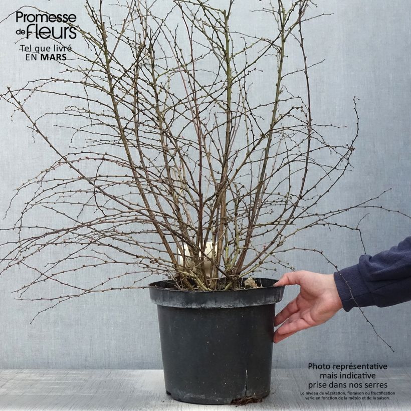 Exemplaar van Berberis thunbergii Rosy Glow - Japanse berberis Pot van 7,5 l/10 l zoals geleverd in de lente