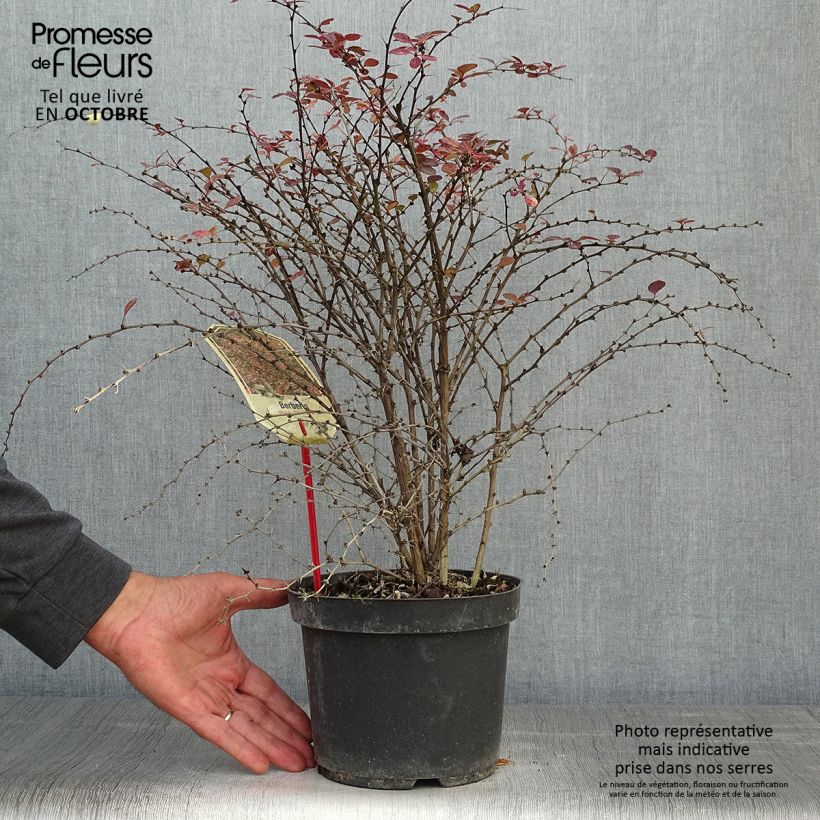 Exemplaar van Berberis thunbergii Rosy Glow - Japanse berberis Pot van 2 l/3 l zoals geleverd in de herfst