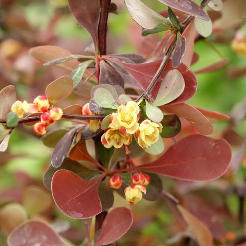 Berberis thunbergii Rosy Glow - Japanse berberis (Bloei)