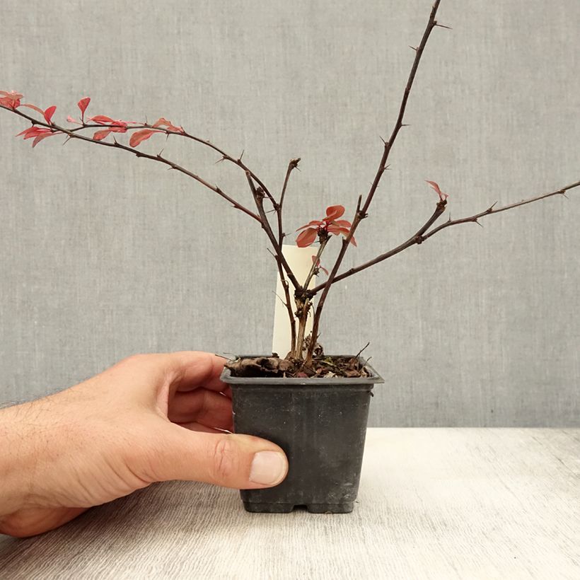 Exemplaar van Berberis thunbergii Rosy Glow - Japanse berberis Kweekpotje van 8/9 cm zoals geleverd in de herfst