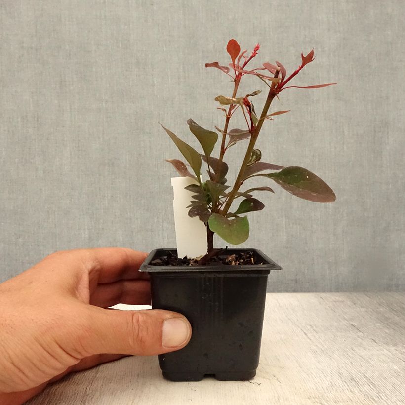 Exemplaar van Berberis thunbergii Rosy Glow - Japanse berberis Kweekpotje van 8/9 cm zoals geleverd in de zomer