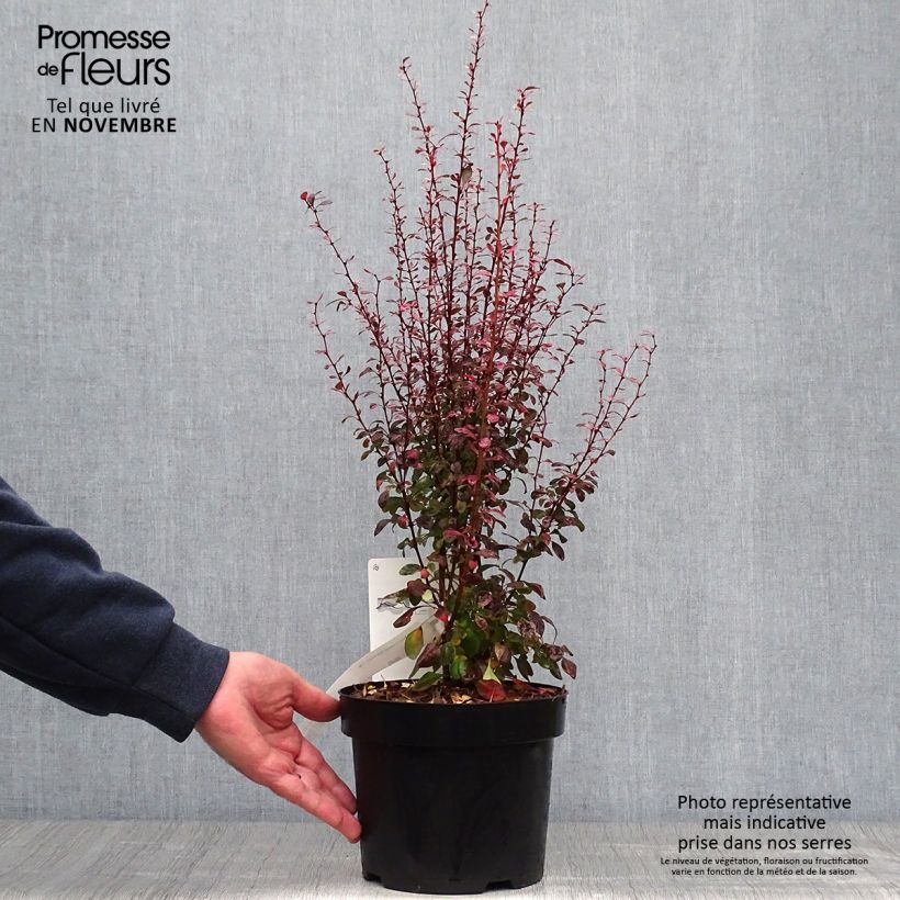 Exemplaar van Berberis thunbergii Rosy Rocket - Japanse berberis Pot van 2 l/3 l zoals geleverd in de herfst