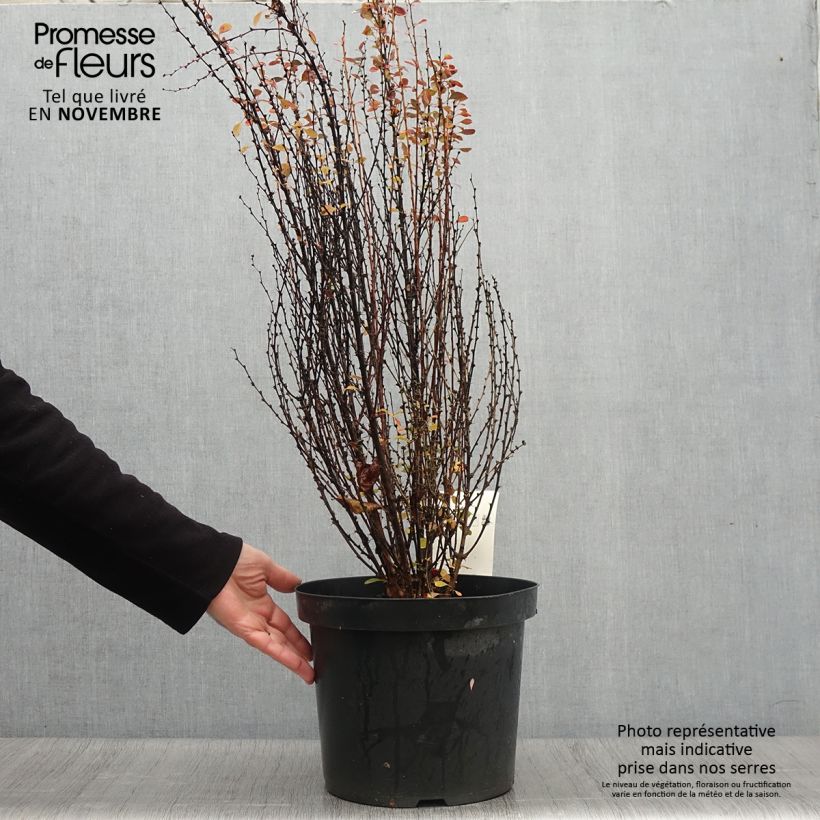 Exemplaar van Berberis thunbergii Rosy Rocket - Japanse berberis Pot van 7,5 l/10 l zoals geleverd in de herfst