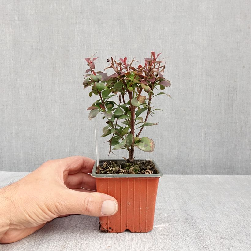 Exemplaar van Berberis thunbergii Ruby Star - Japanse berberis Kweekpotje van 8/9 cm zoals geleverd in de herfst