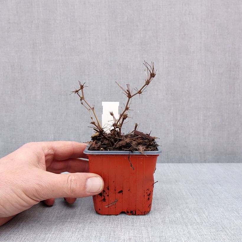 Exemplaar van Berberis thunbergii Ruby Star - Japanse berberis Kweekpotje van 8/9 cm zoals geleverd in de winter