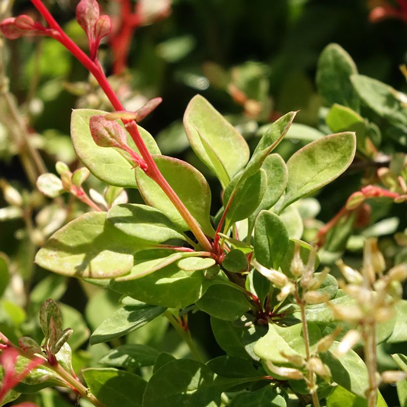 Berberis thunbergii Silver Beauty - Japanse berberis (Blad)