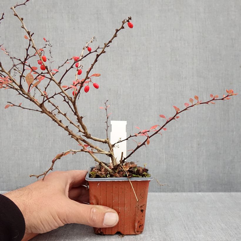 Exemplaar van Berberis thunbergii Silver Beauty - Japanse berberis Kweekpotje van 8/9 cm zoals geleverd in de herfst