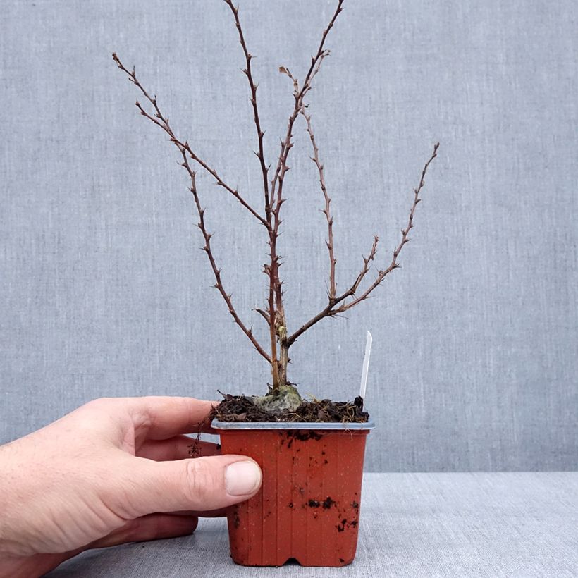 Exemplaar van Berberis thunbergii Silver Beauty - Epine-vinette Godet de 8/9 cm zoals geleverd in de winter