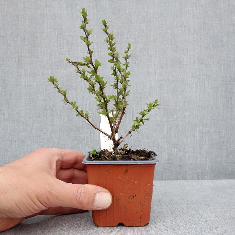 Exemplaar van Berberis thunbergii Silver Beauty - Japanse berberis Kweekpotje van 8/9 cm zoals geleverd in de lente