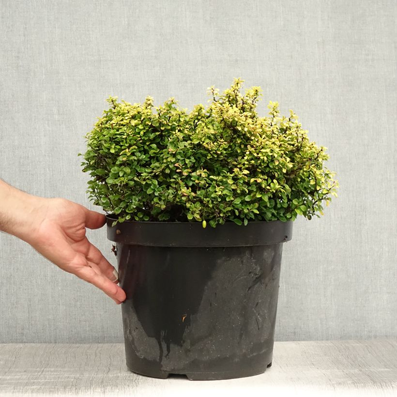 Exemplaar van Berberis thunbergii Tiny Gold - Japanse berberis Pot van 7,5 l/10 l zoals geleverd in de zomer