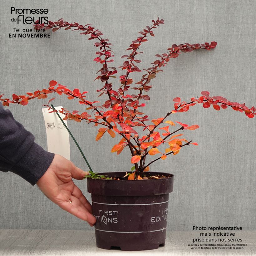 Exemplaar van Berberis thunbergii Toscana - Japanse berberis Pot van 2 l/3 l zoals geleverd in de herfst