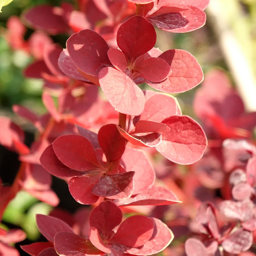 Berberis thunbergii Toscana - Japanse berberis (Blad)