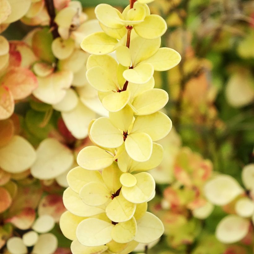 Berberis thunbergii Yellow Tower - Japanse berberis (Blad)