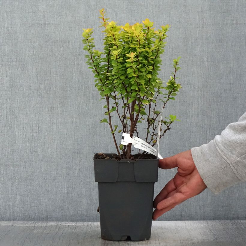 Exemplaar van Berberis thunbergii Yellow Tower - Epine-vinette Pot de 2L/3L zoals geleverd in de herfst