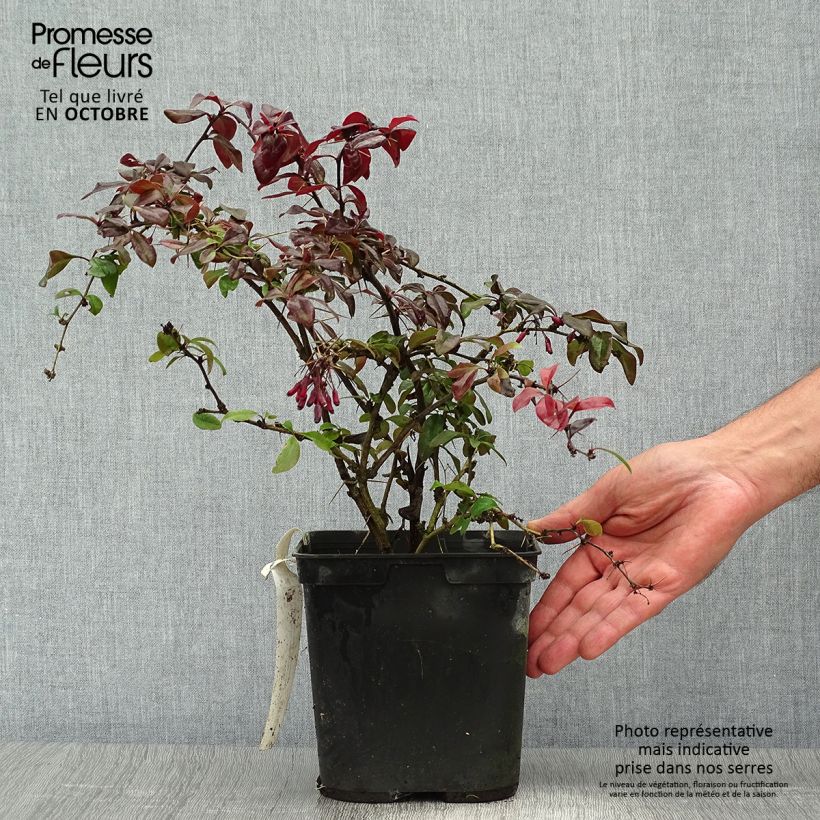 Exemplaar van Berberis Thunderbolt - Japanse berberis Pot van 2 l/3 l zoals geleverd in de herfst
