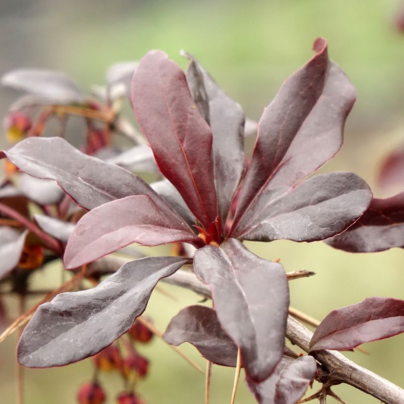 Berberis Thunderbolt - Japanse berberis (Blad)