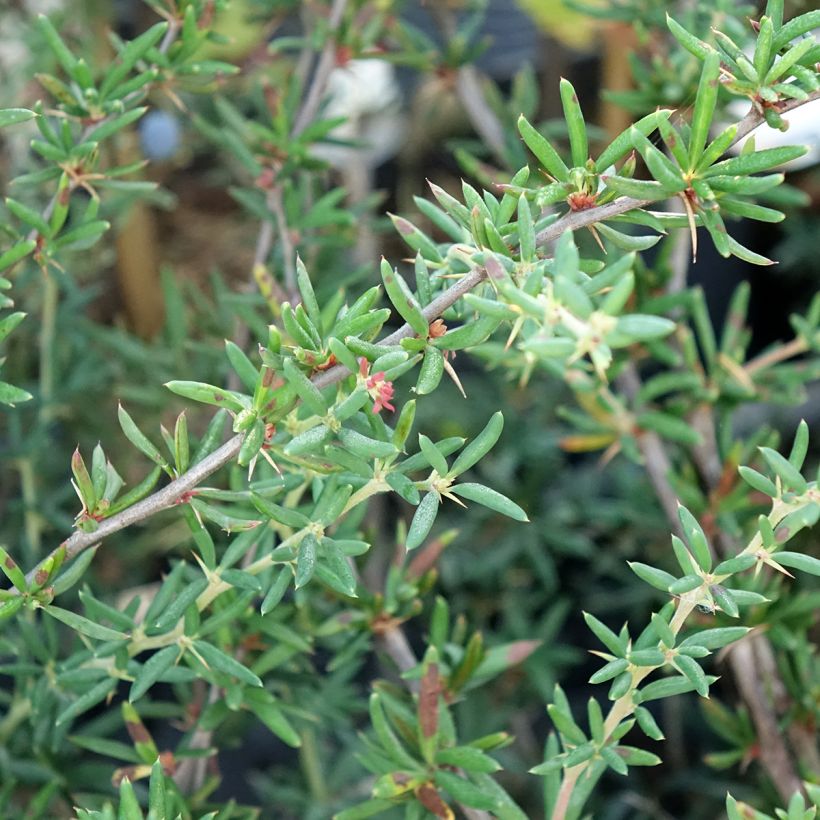 Berberis stenophylla - Zuurbes (Blad)