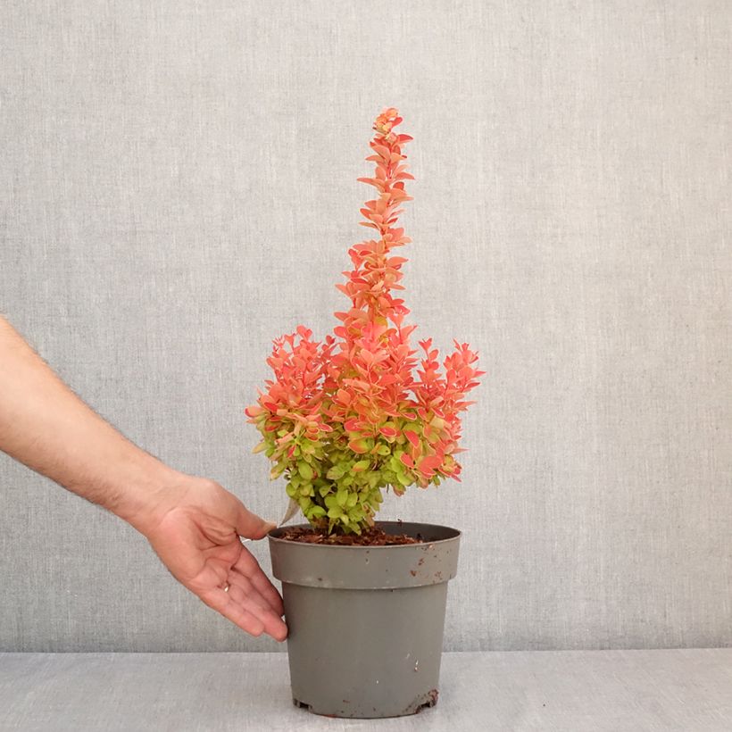 Exemplaar van Berberis thunbergii Orange Ice - Japanse berberis Pot van 2 l/3 l zoals geleverd in de zomer