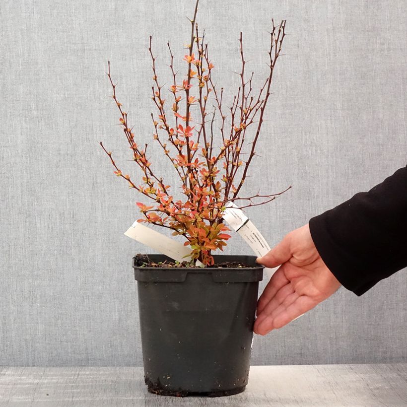 Exemplaar van Berberis thunbergii Orange Ice - Japanse berberis Pot van 2 l/3 l zoals geleverd in de lente