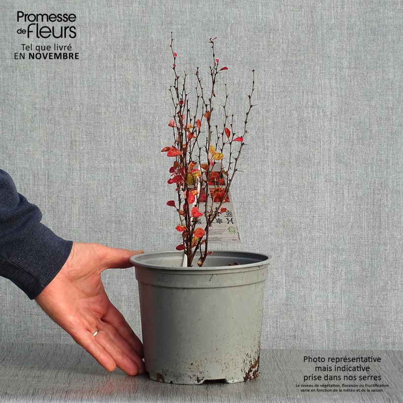 Exemplaar van Berberis thunbergii Orange Ice - Japanse berberis Pot van 2 l/3 l zoals geleverd in de herfst