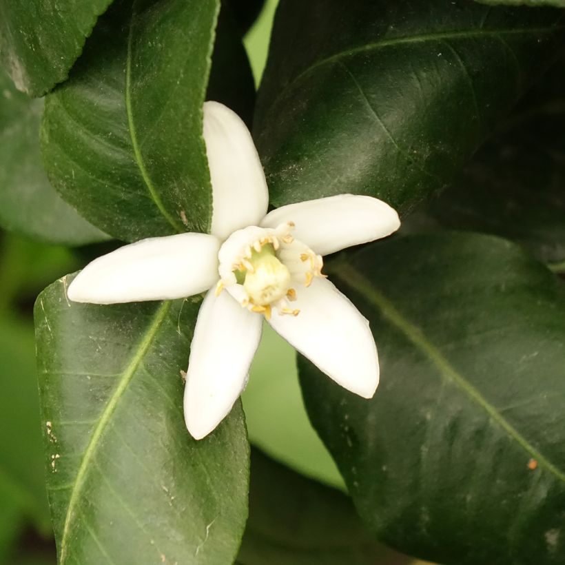 Bergamot - Citrus bergamia (Bloei)