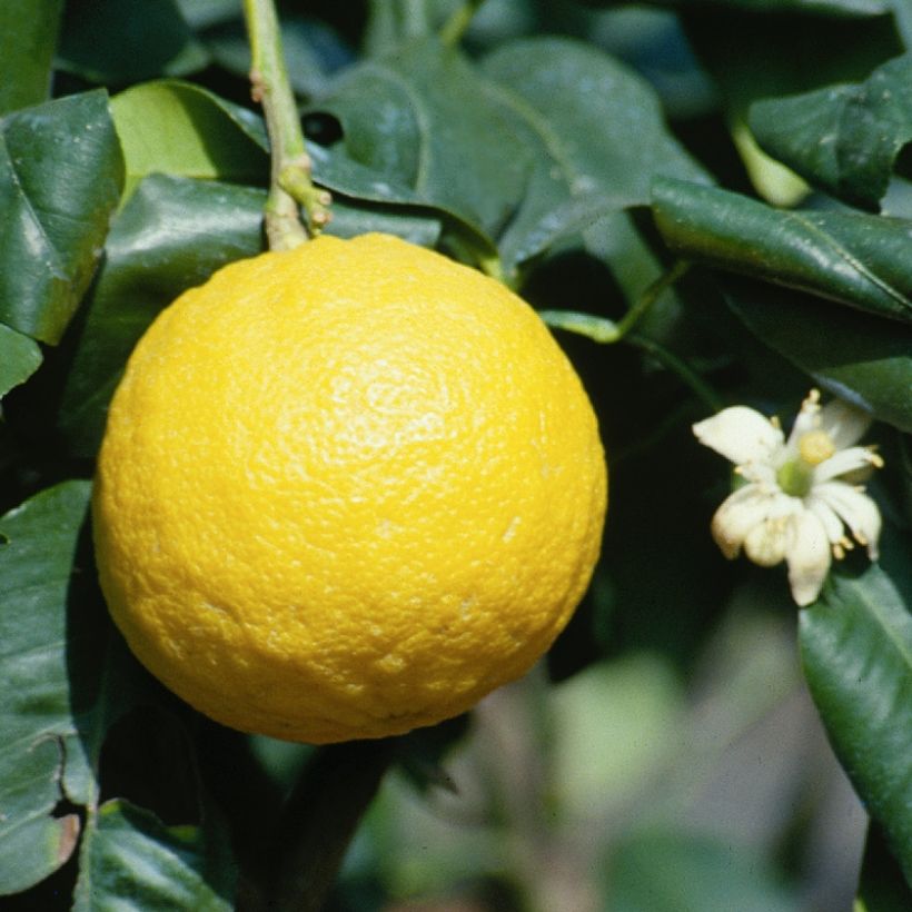 Bergamot - Citrus bergamia (Oogst)