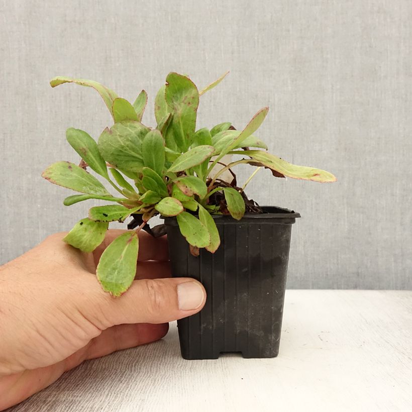 Exemplaar van Bergenia Bach - Schoenlappersplant Kweekpotje van 8/9 cm zoals geleverd in de zomer