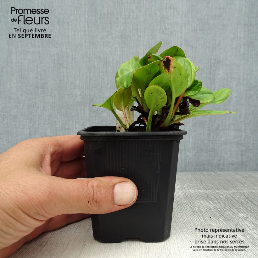 Exemplaar van Bergenia cordifolia Bartok - Schoenlappersplant Kweekpotje van 8/9 cm zoals geleverd in de zomer