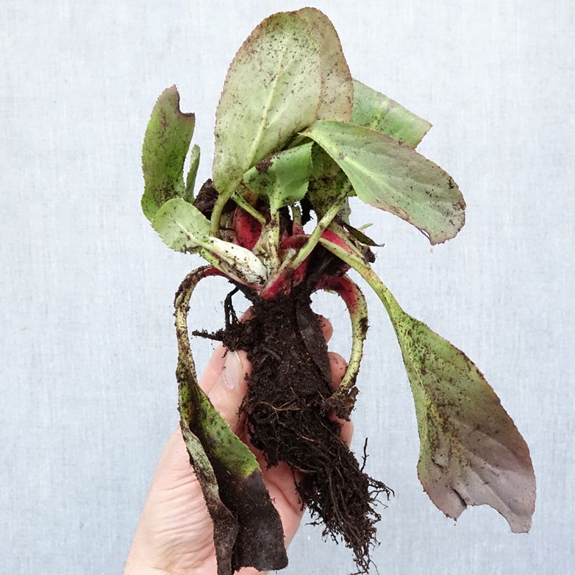 Exemplaar van Bergenia Bressingham White - Schoenlappersplant Naakte wortel zoals geleverd in de winter