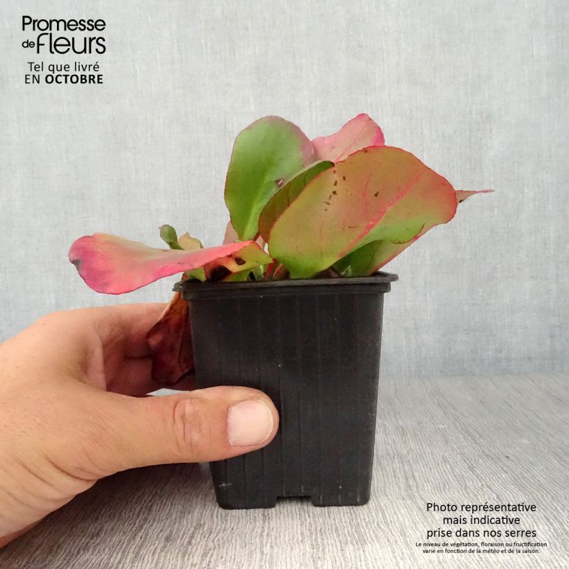 Exemplaar van Bergenia cordifolia Eroïca - Schoenlappersplant Kweekpotje van 8/9 cm zoals geleverd in de herfst
