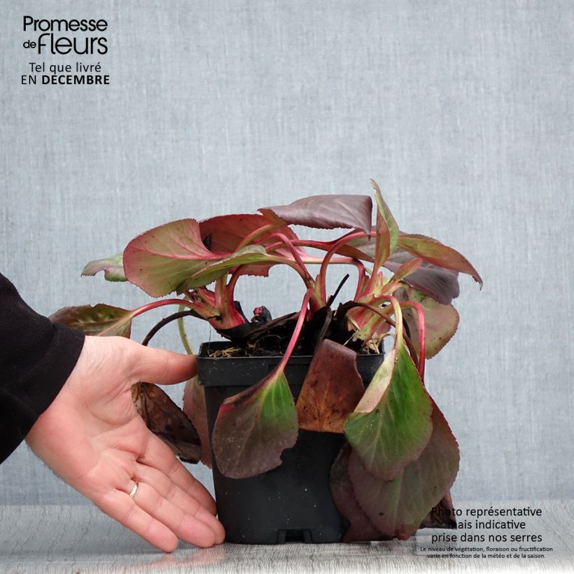 Exemplaar van Bergenia cordifolia - Schoenlappersplant Pot van 2 l/3 l zoals geleverd in de herfst