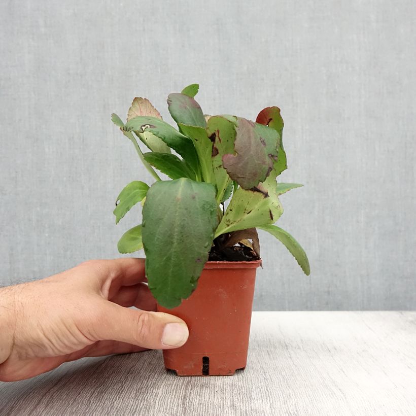 Exemplaar van Bergenia Dragonfly Angel Kiss - Schoenlappersplant Kweekpotje van 8/9 cm zoals geleverd in de herfst