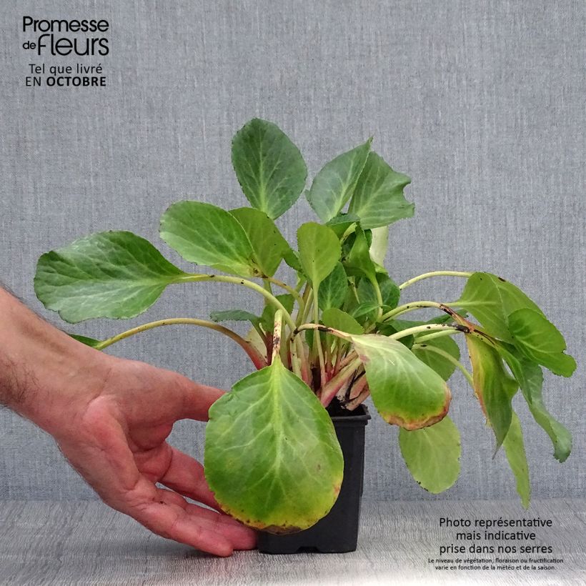 Exemplaar van Bergenia Edens Dark Magic - Schoenlappersplant Kweekpotje van 8/9 cm zoals geleverd in de herfst
