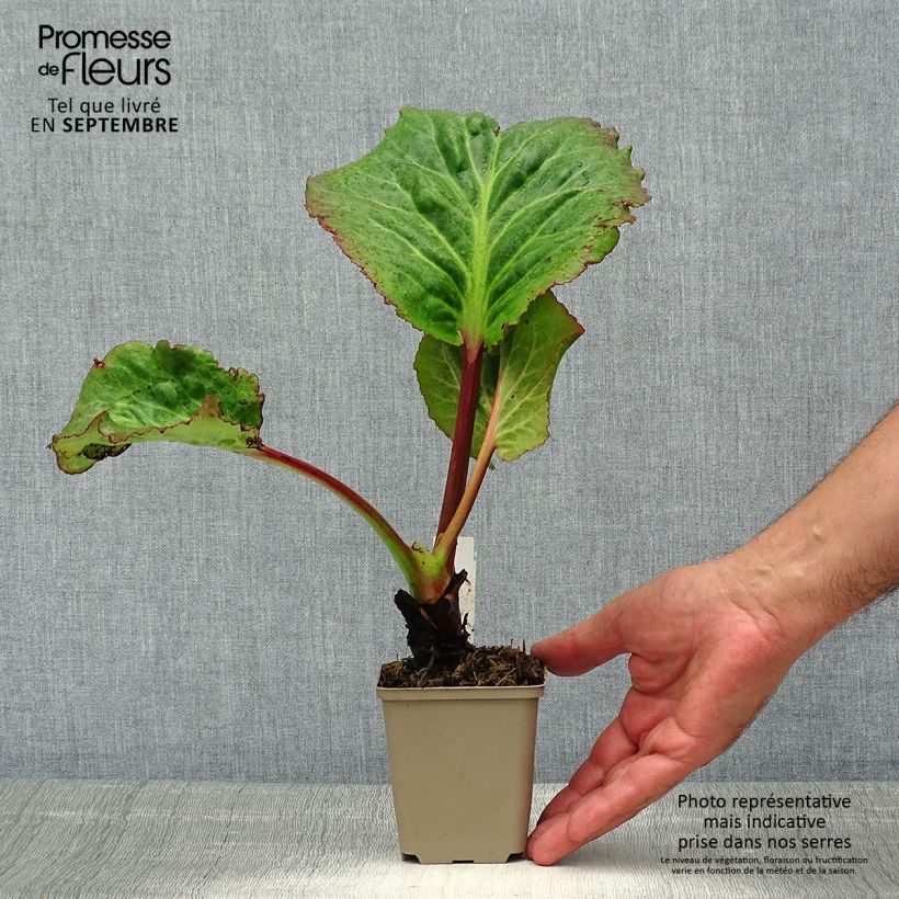 Exemplaar van Bergenia Edens Magic Giant - Schoenlappersplant Kweekpotje van 8/9 cm zoals geleverd in de zomer
