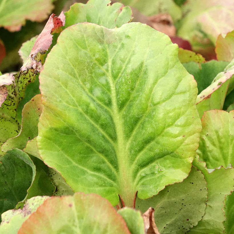Bergenia Edens Magic Giant - Schoenlappersplant (Blad)
