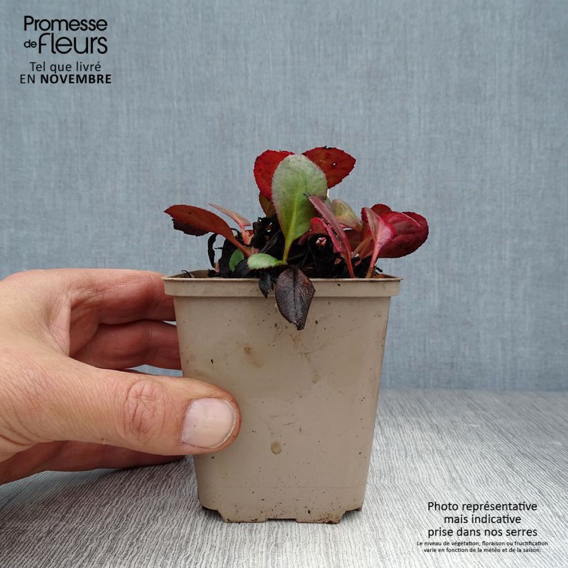 Exemplaar van Bergenia cordifolia Flirt - Schoenlappersplant Kweekpotje van 8/9 cm zoals geleverd in de herfst