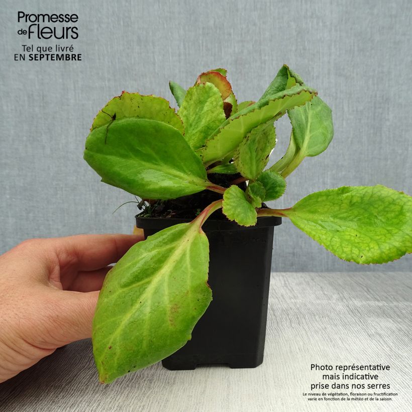Exemplaar van Bergenia Abendglut - Schoenlappersplant Kweekpotje van 8/9 cm zoals geleverd in de zomer