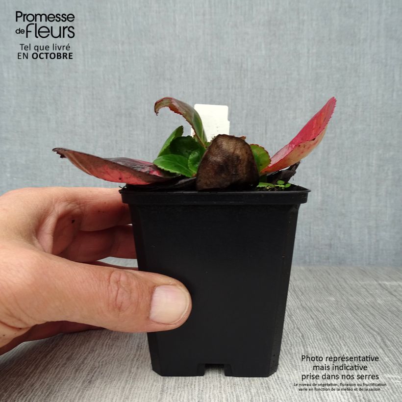 Exemplaar van Bergenia Baby Doll - Schoenlappersplant Kweekpotje van 8/9 cm zoals geleverd in de herfst