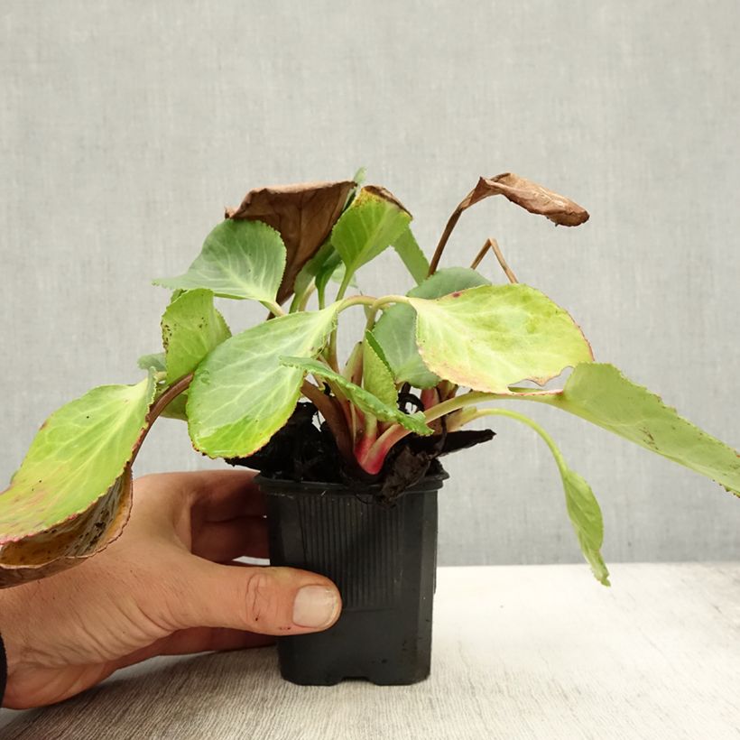 Exemplaar van Bergenia Harzkristall - Schoenlappersplant Kweekpotje van 8/9 cm zoals geleverd in de herfst