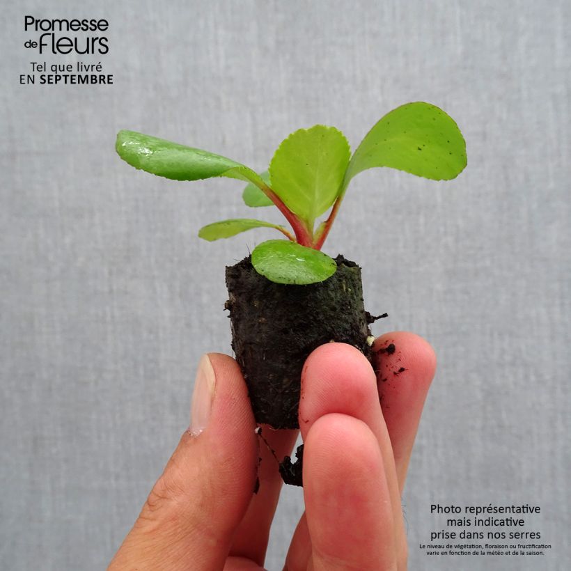 Exemplaar van Bergenia Harzkristall - Schoenlappersplant Mini-mot Ø 3/4 cm zoals geleverd in de herfst