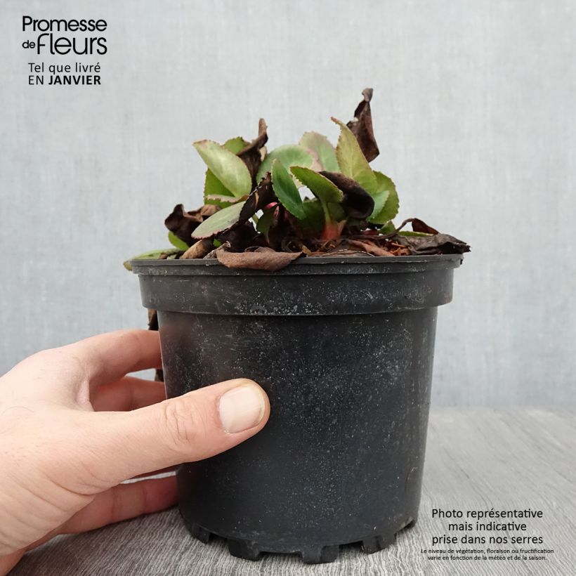 Exemplaar van Bergenia hybride Harzkristall Pot de 2L/3L zoals geleverd in de winter