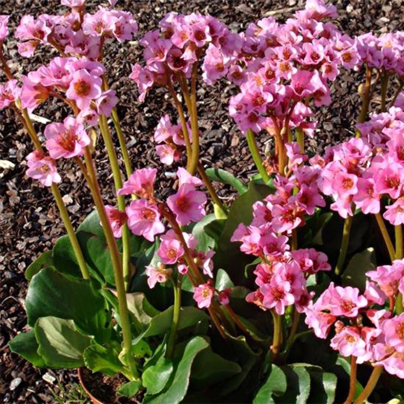 Bergenia Rosenkristall - Schoenlappersplant (Bloei)