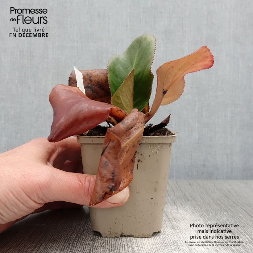 Exemplaar van Bergenia stracheyi Ice Queen - Schoenlappersplant Kweekpotje van 8/9 cm zoals geleverd in de herfst