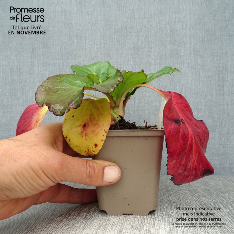 Exemplaar van Bergenia Jelle - Schoenlappersplant Kweekpotje van 8/9 cm zoals geleverd in de herfst