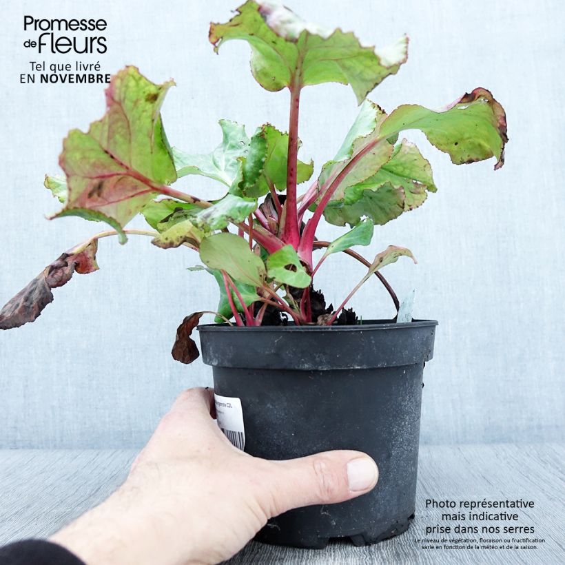Exemplaar van Bergenia Morgenrote - Plante des savetiers Pot de 2L/3L zoals geleverd in de herfst